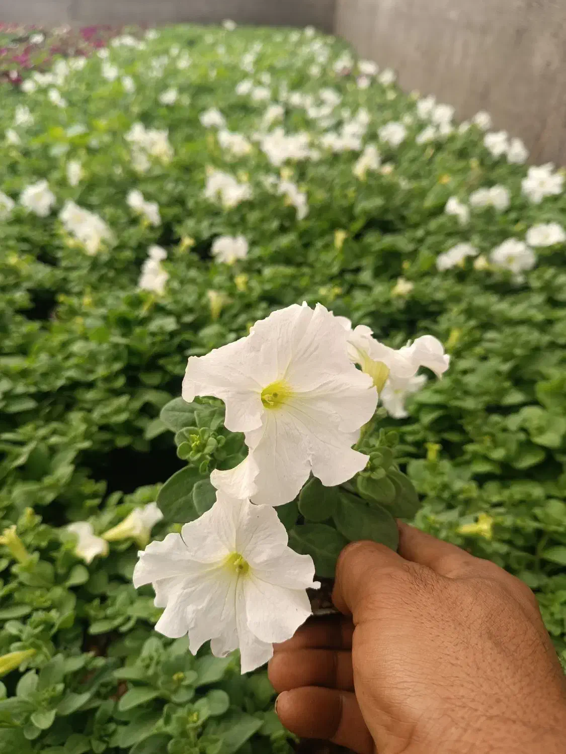 تولید گلهای باغچه ای وفضای سبز شرکت های وویلا|گل و گیاه طبیعی|لامرد, |دیوار