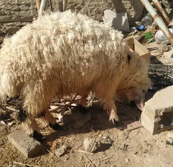 بره نر یا گورگ|حیوانات مزرعه|سراوان, |دیوار