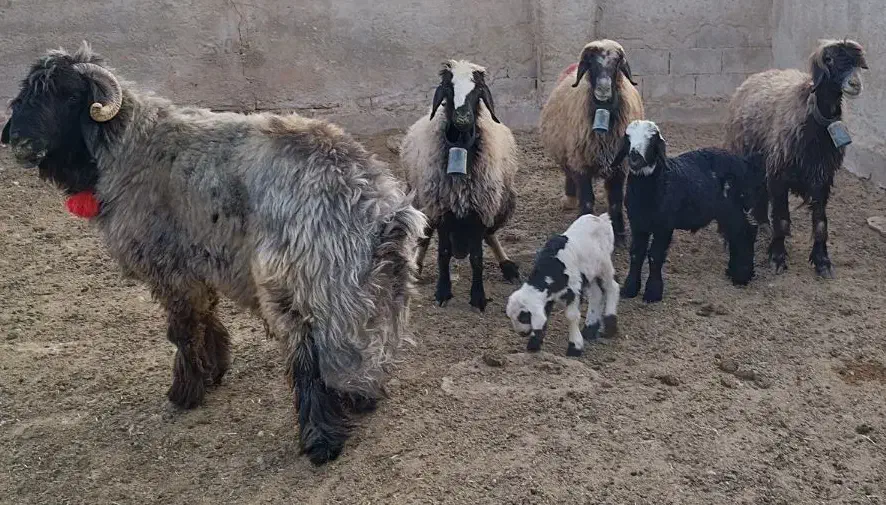 ۳میش بره داروقوچ و بز|حیوانات مزرعه|شیراز, علی آباد|دیوار