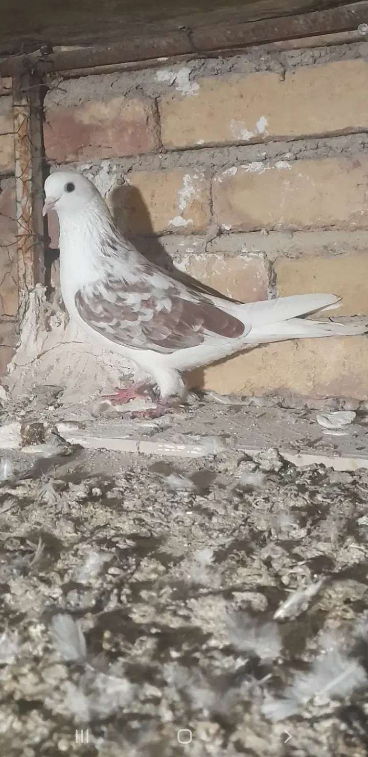 کفتره پرشی|پرنده|پارس‌آباد, |دیوار