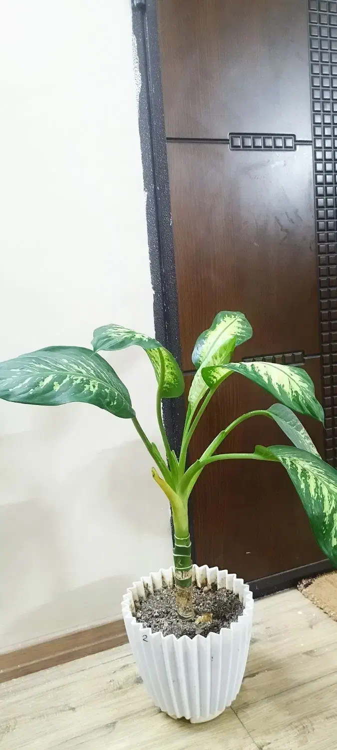 دو عدد گل گلدون بزرگ|گل و گیاه طبیعی|مشهد, آزادشهر|دیوار