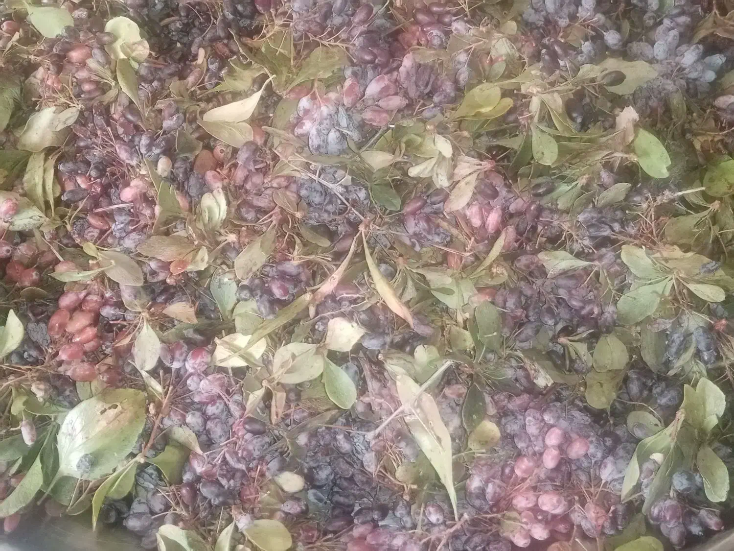 زرشک کوهی تازه|خوردنی و آشامیدنی|شیراز, حجت آباد|دیوار
