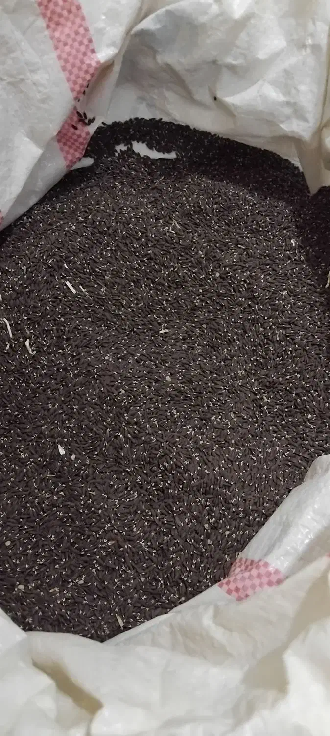 حبوبات|خوردنی و آشامیدنی|سردرود, |دیوار