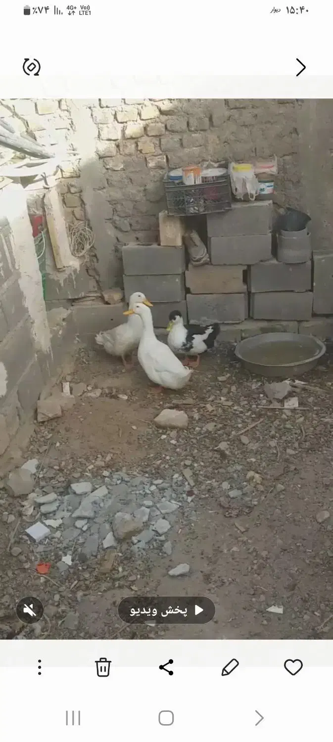 اردک فروشی|حیوانات مزرعه|فردوس (خراسان), |دیوار