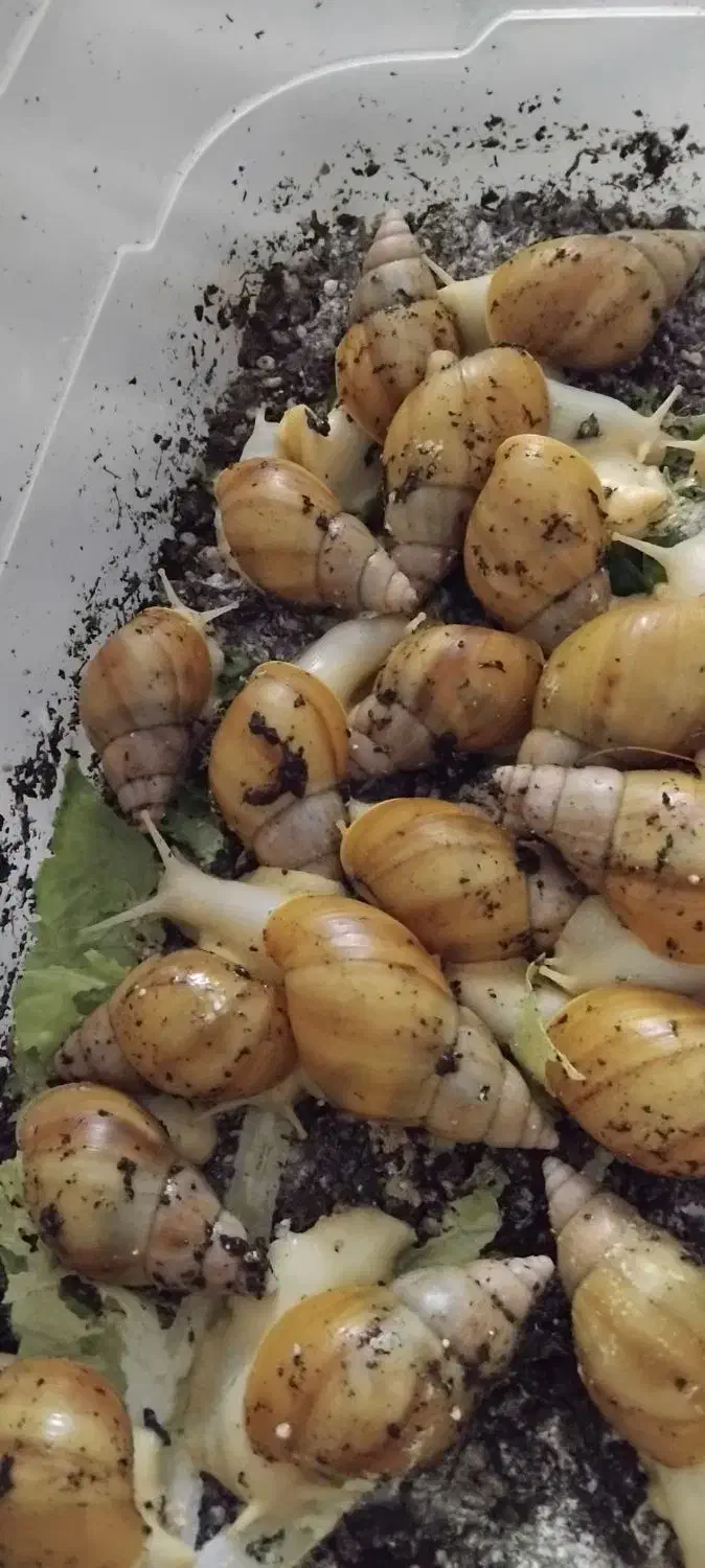 جوجه حلزون البینو|خزنده|زاهدان, |دیوار