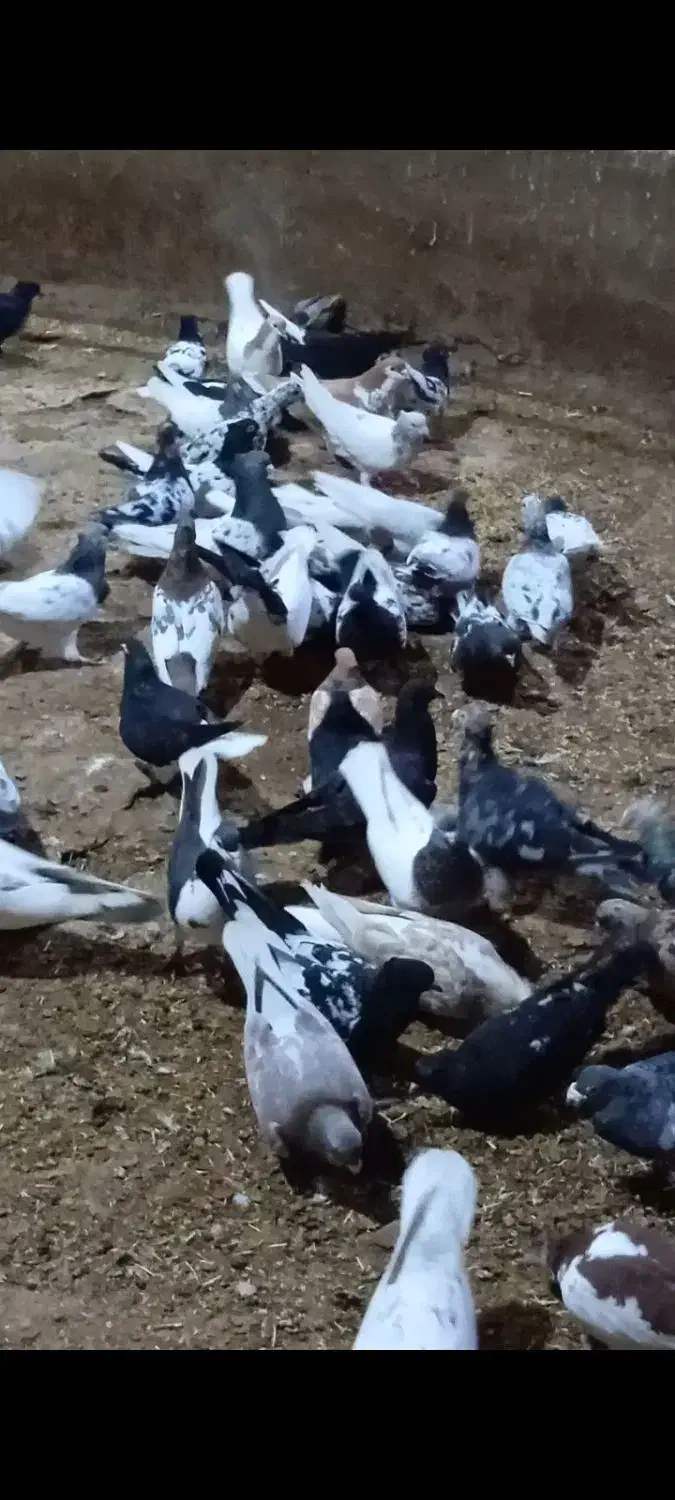 کفتر یا کبوتر|پرنده|چناران, |دیوار
