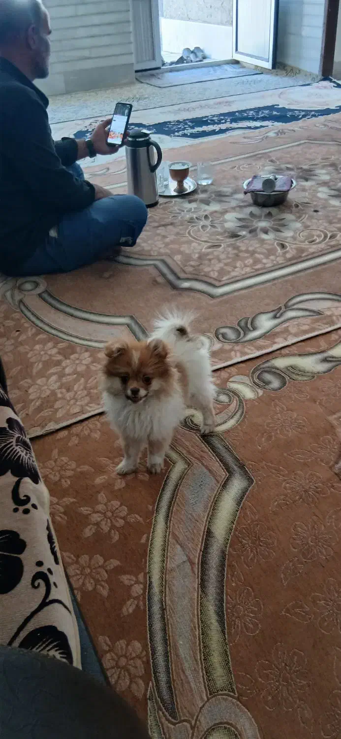 سگ واگذری|سگ|سیرجان, |دیوار