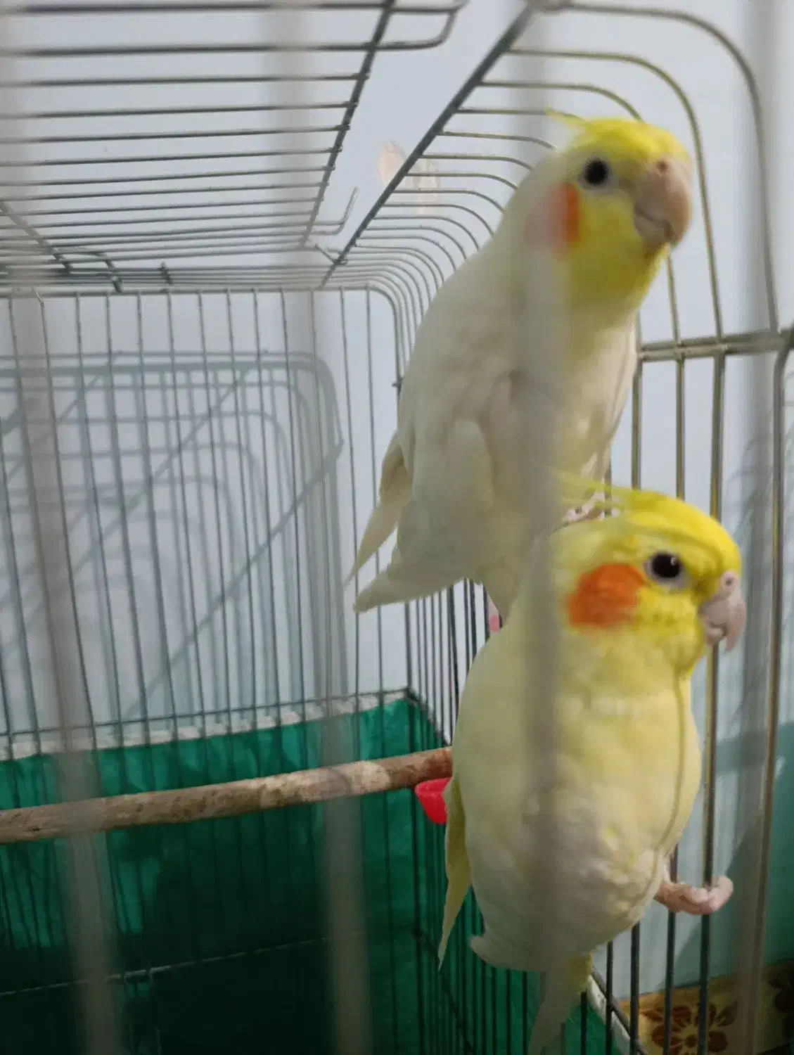 عروس هلندی و مرغ عشق|پرنده|خرم‌آباد, |دیوار