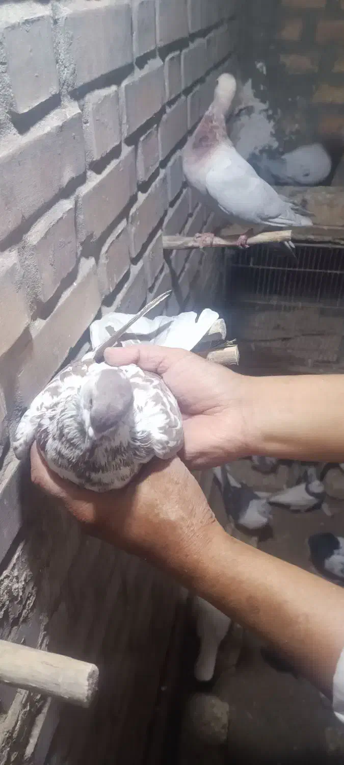 کبوتر|پرنده|فریمان, |دیوار