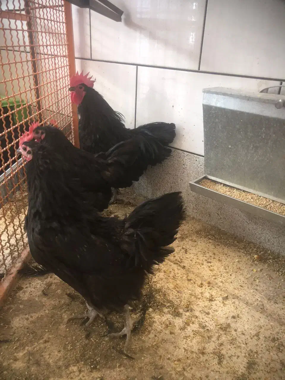 مرغ و خروس استرالوپ|حیوانات مزرعه|خمینیشهر, |دیوار