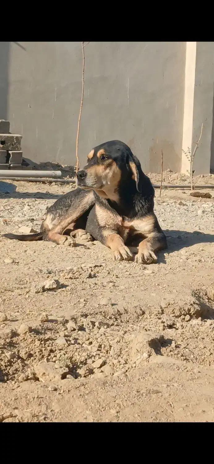 واگذاری سگ پژدر نرماده|سگ|رباطکریم, وهن آباد|دیوار