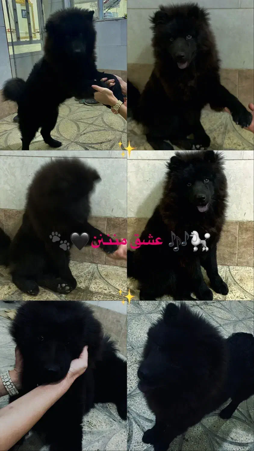 سگ چاو چاو|سگ|کرج, شهرک سهرابیه|دیوار