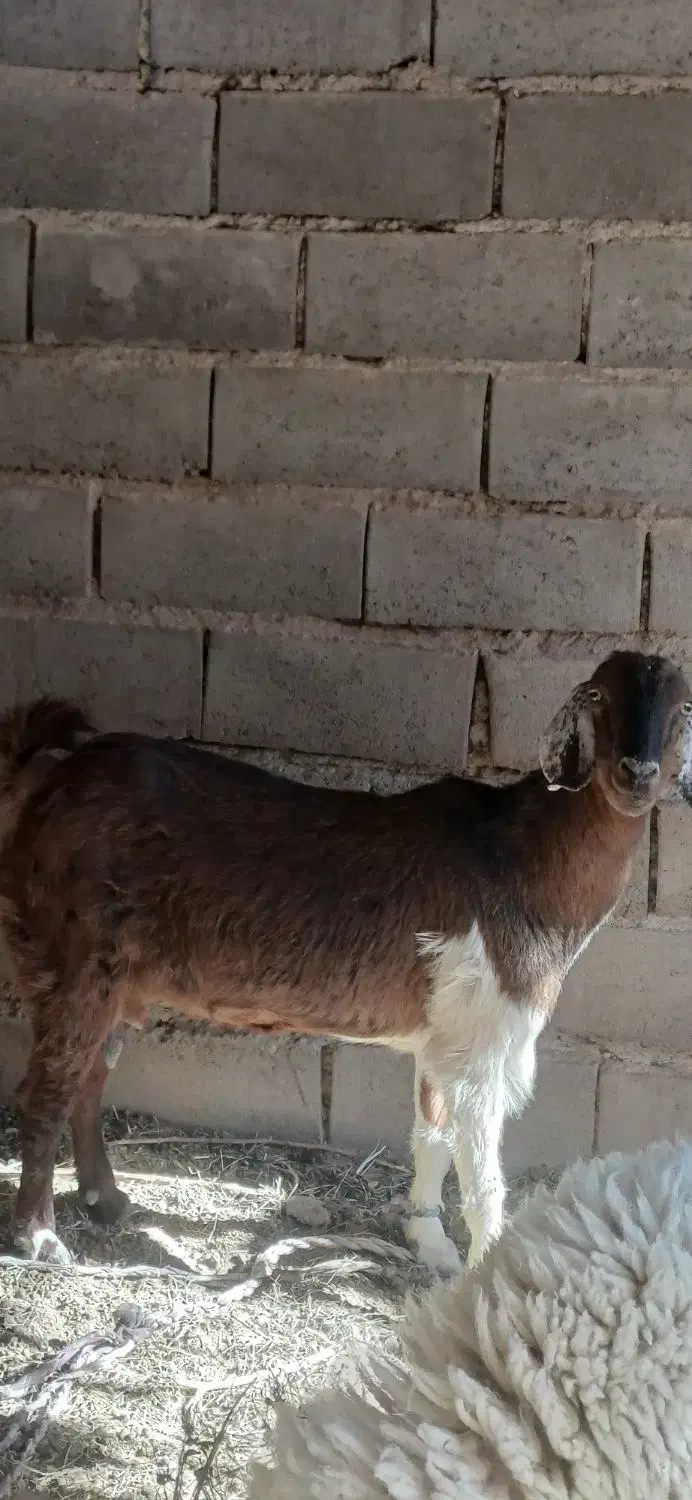 بز دوقلوزا آوست|حیوانات مزرعه|بم, |دیوار