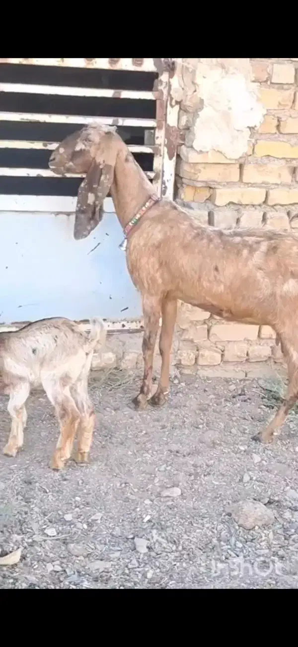 کولار پاکستانی زایده با بزغاله ماده پاکستانی|حیوانات مزرعه|مشهد, آبکوه|دیوار