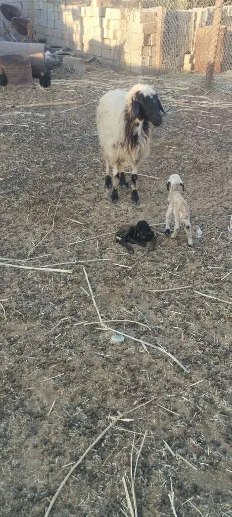 اهواز|حیوانات مزرعه|اهواز, امانیه|دیوار