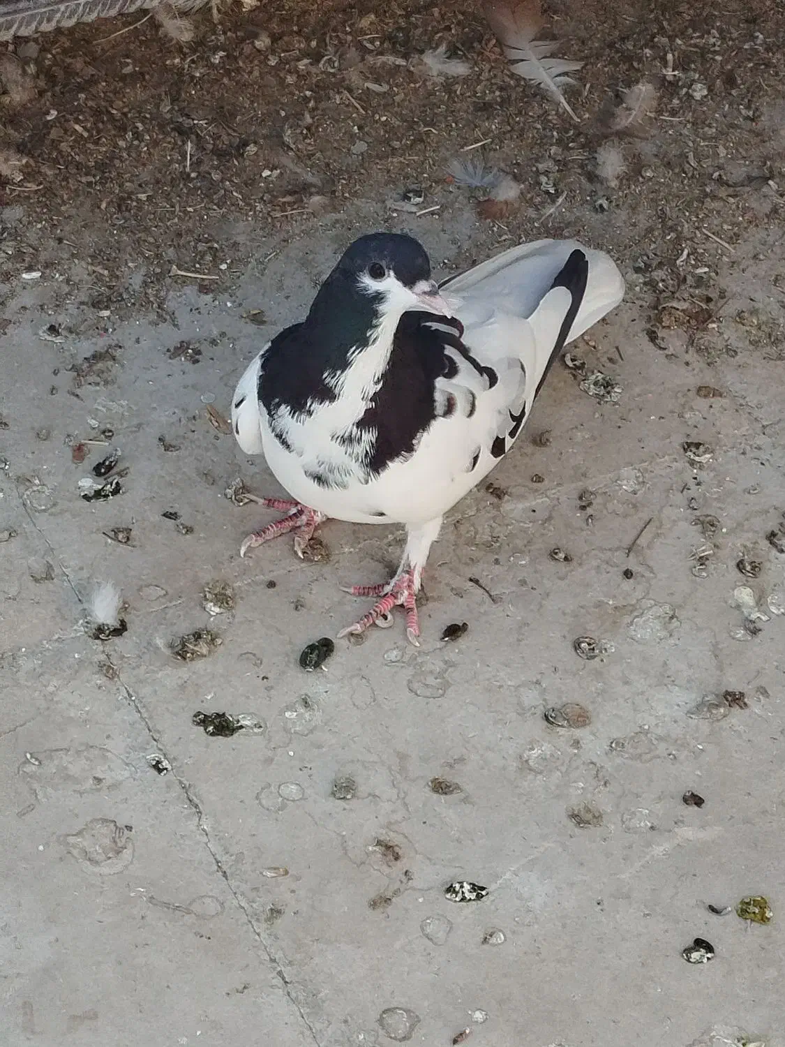 کبوتر|پرنده|شیراز, ریاستی|دیوار