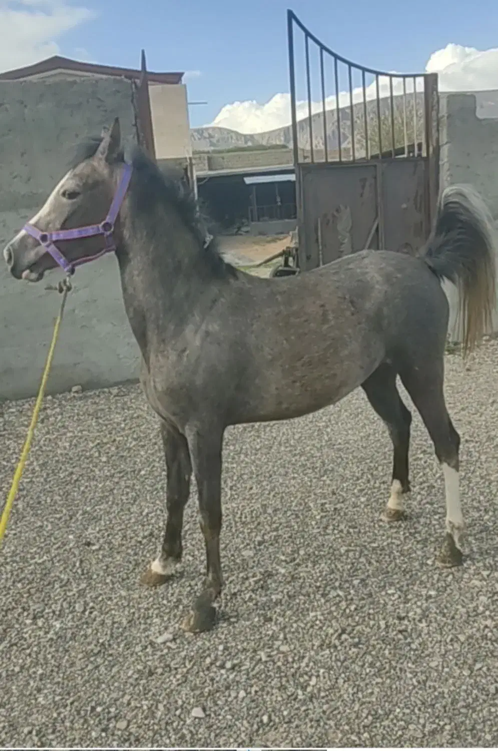 کوری مادیان|اسب و تجهیزات اسب‌سواری|بیستون, |دیوار