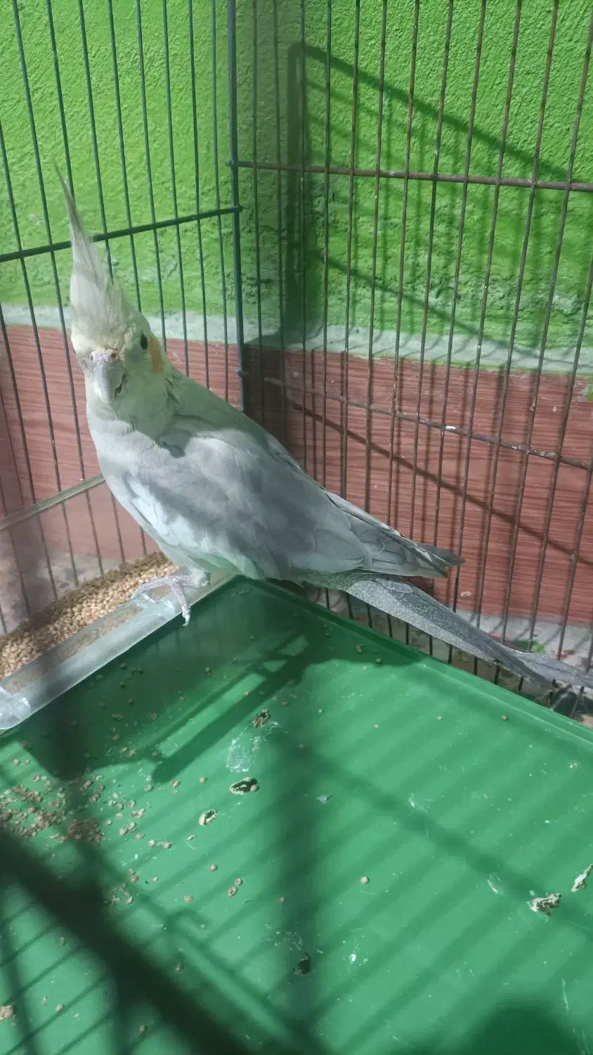 عروس هلندی|پرنده|دهدشت, |دیوار