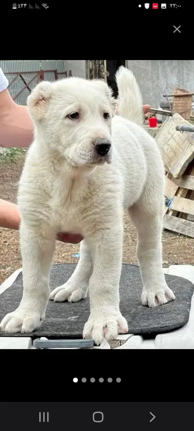 ماده البای بزرگترین ماده داخل ایران|سگ|ورامین, جعفر آباد اخوان|دیوار