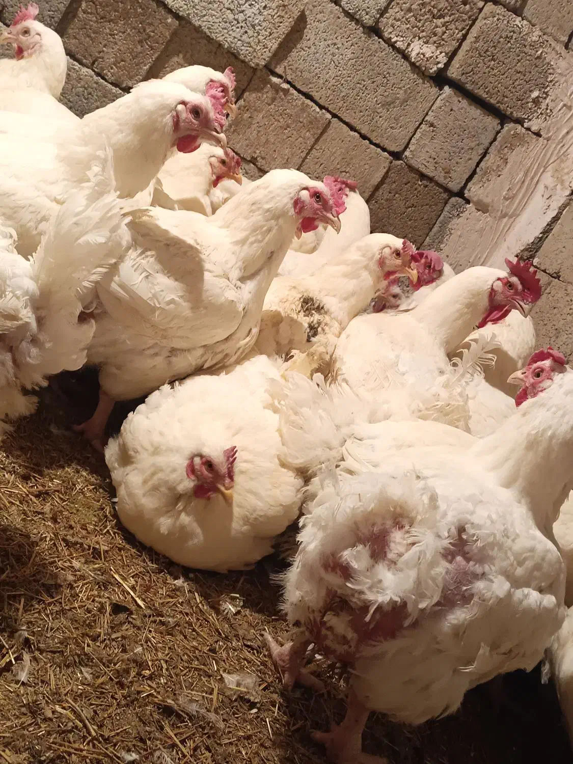 مرغ مادر|حیوانات مزرعه|اشنویه, |دیوار