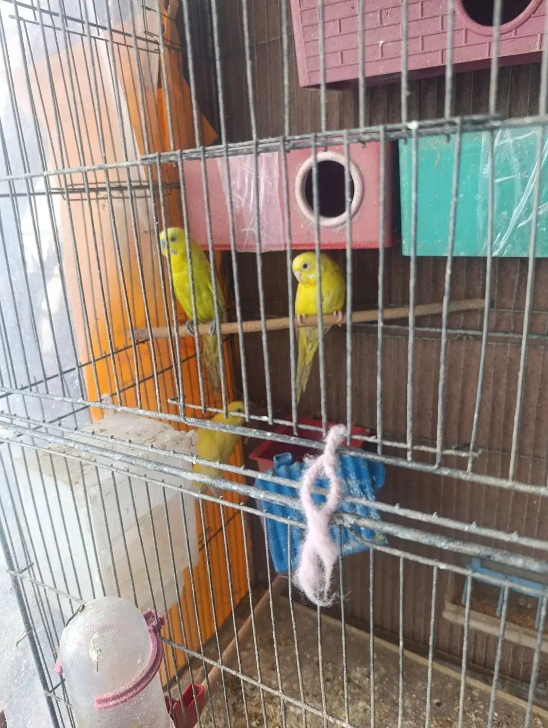 مرغ عشق|پرنده|اصفهان, جلفا|دیوار