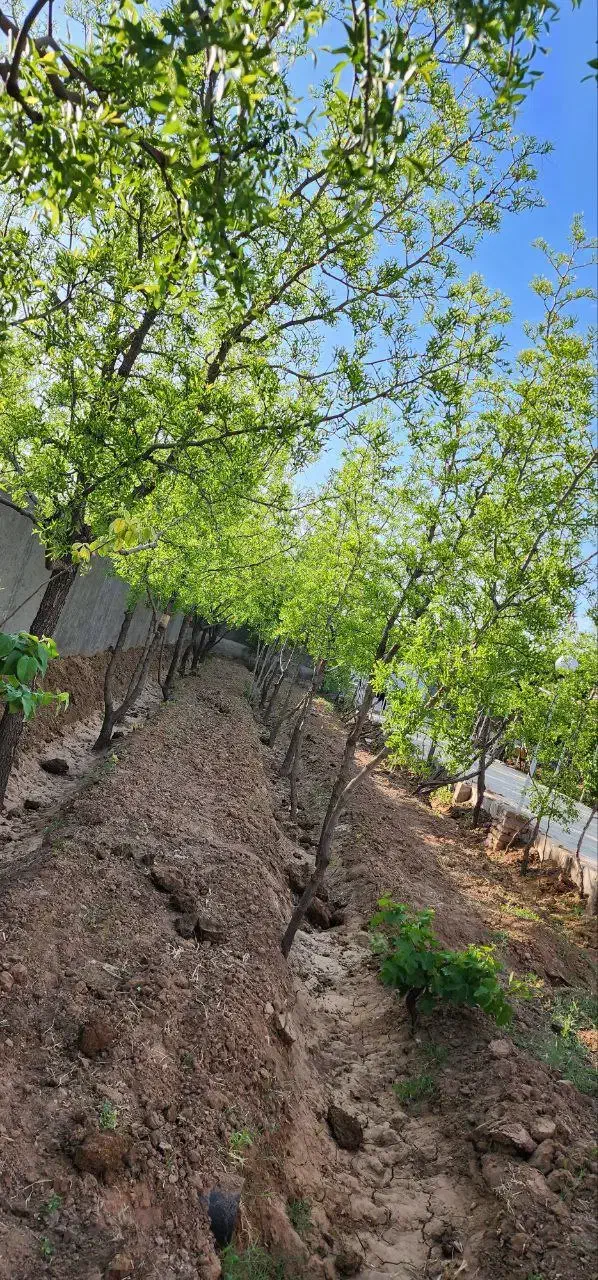 باغ ویلا|فروش خانه و ویلا|خوسف, |دیوار