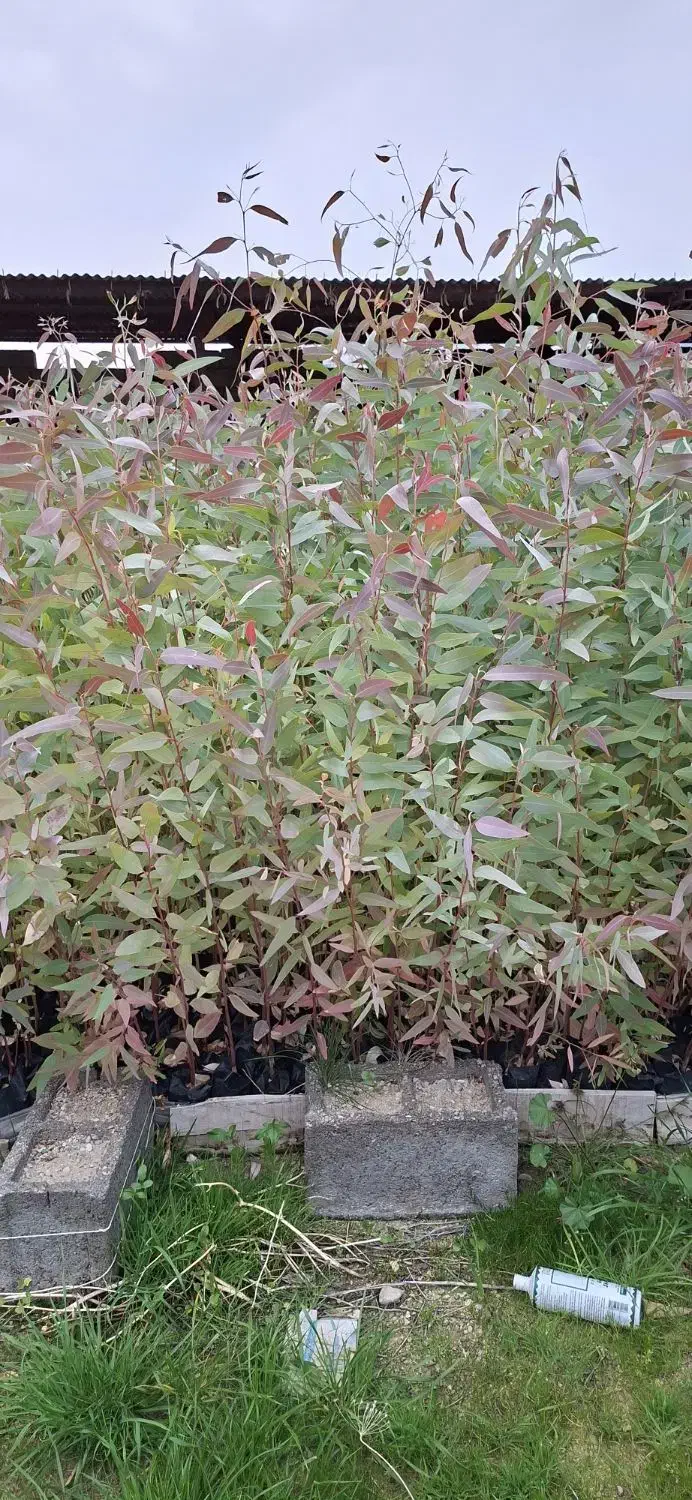 نهال آکالیپتوس|خدمات باغبانی و درختکاری|اندیمشک, |دیوار