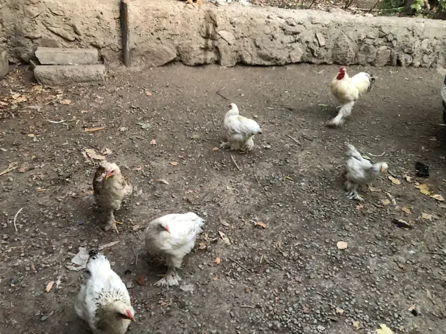 جوجه برهما|حیوانات مزرعه|هشتگرد, هیو|دیوار