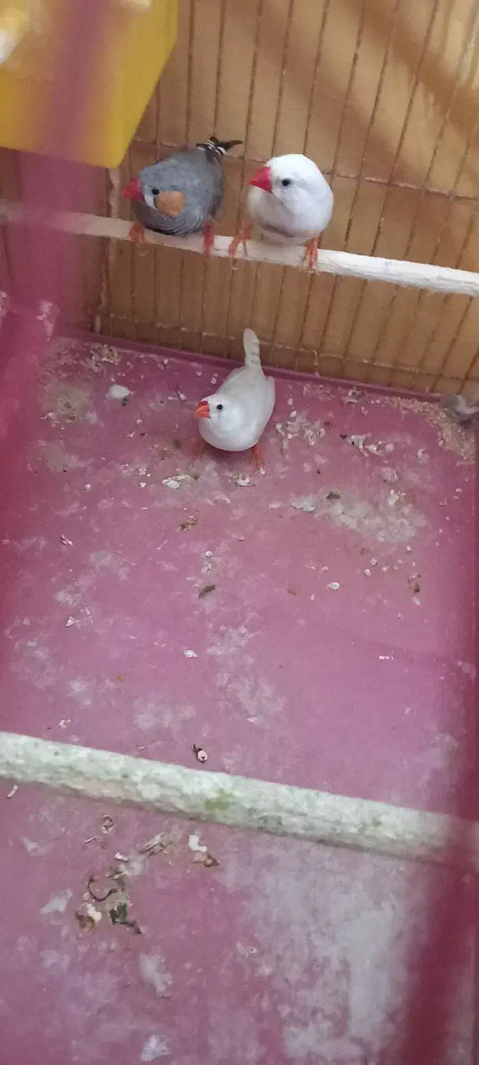 فنچ زبرا قیمت ۶۰۰|حیوانات|بندر ماهشهر, |دیوار