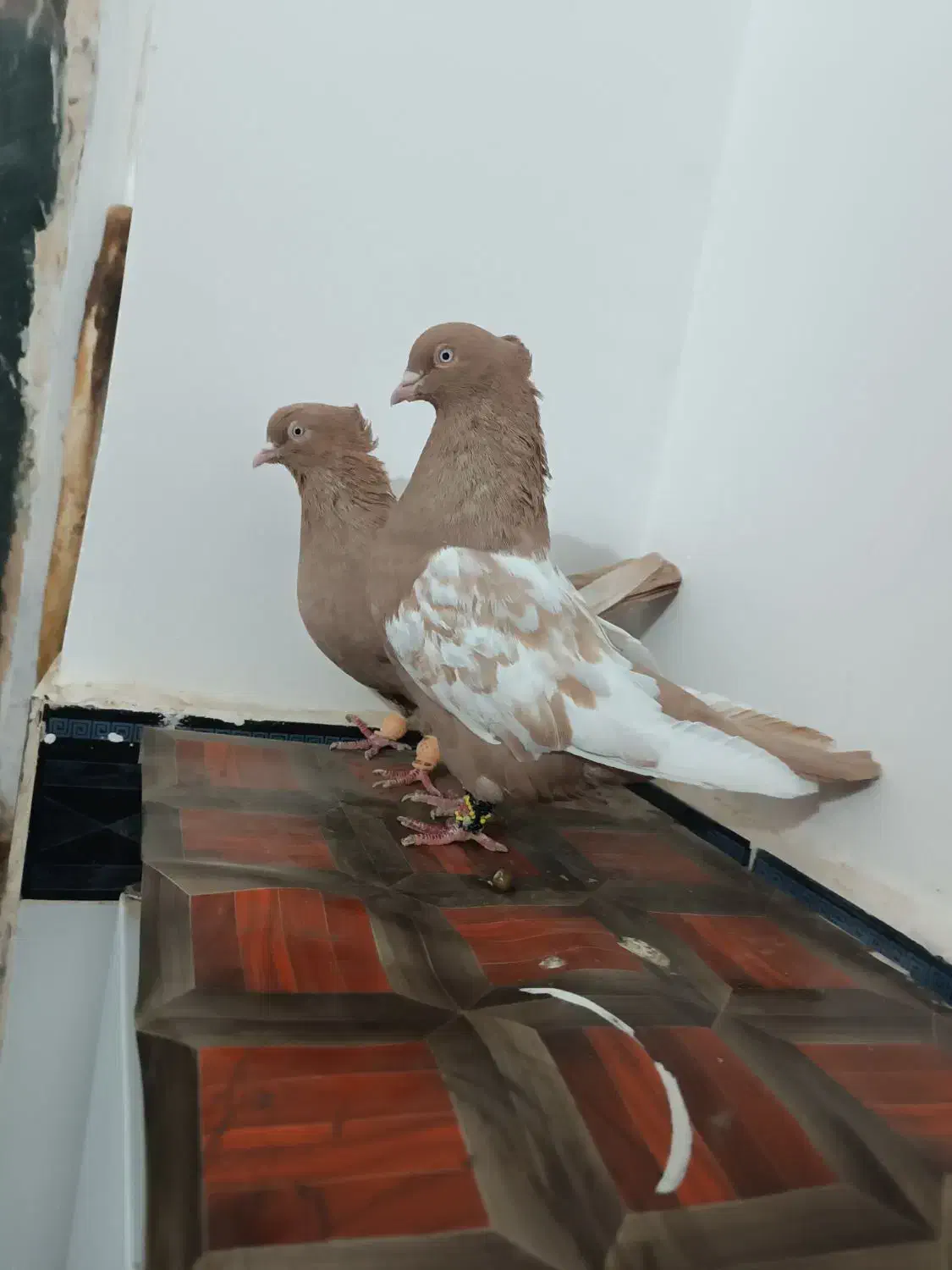 جفتگاه|پرنده|تربت جام, شاهد|دیوار