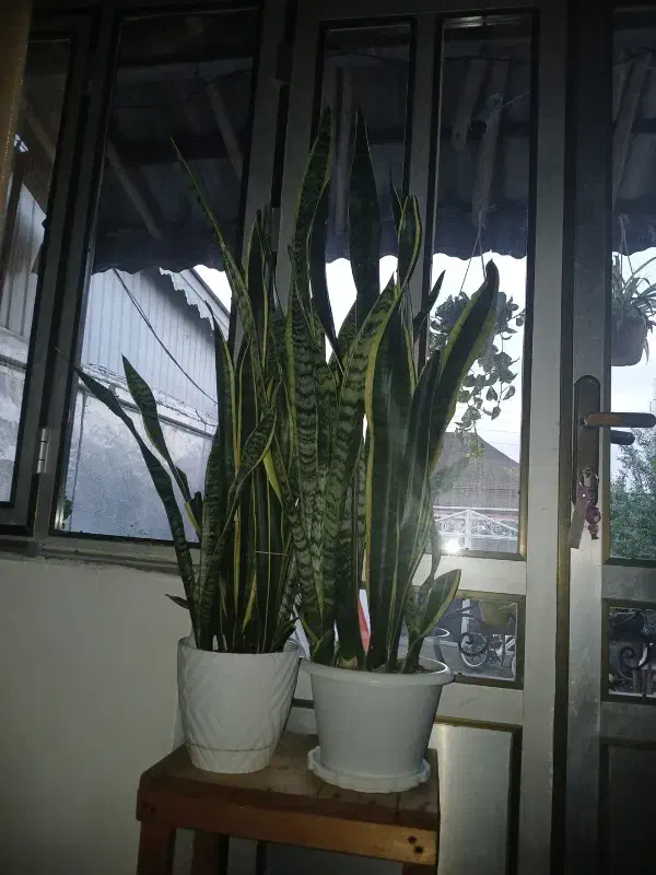 گلهای سانسوریا طلایی|گل و گیاه طبیعی|چوبر, |دیوار