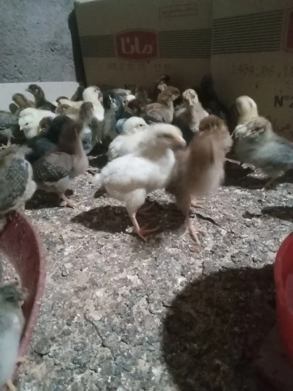 جوجه مرغ وخروس محلی|حیوانات مزرعه|زاوه, |دیوار