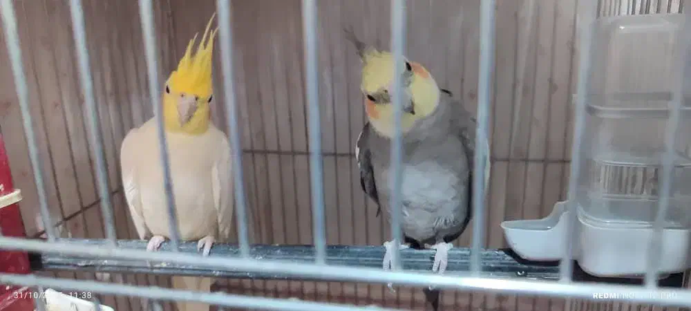 یک جفت عروس هلندی|پرنده|بندرعباس, |دیوار