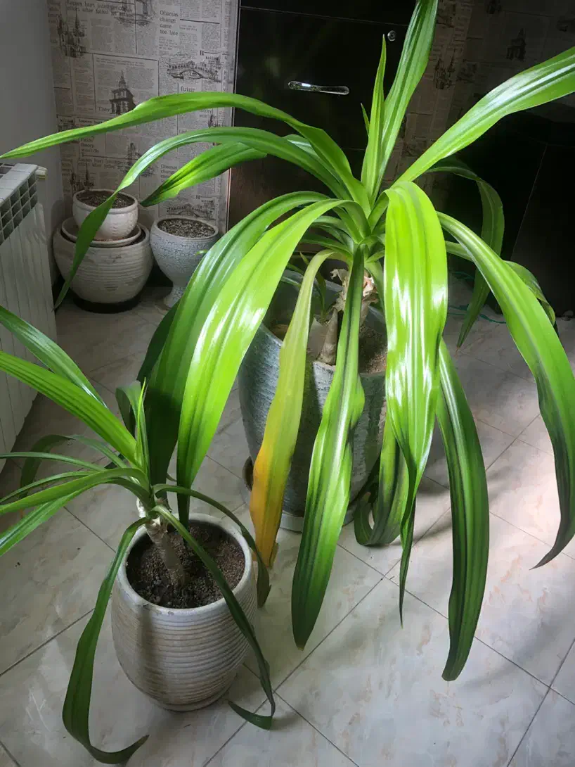 گلدان گلبرگ موزی بزرگ|گل و گیاه طبیعی|کرمان, |دیوار