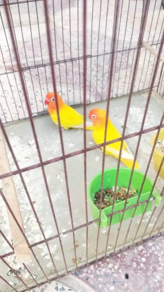 طوطی برزیلی زرد|پرنده|بوشهر, |دیوار