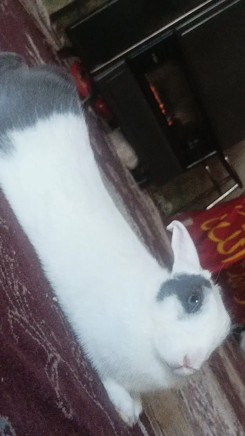 خرگوش|موش و خرگوش|مشهد, کوشک مهدی|دیوار