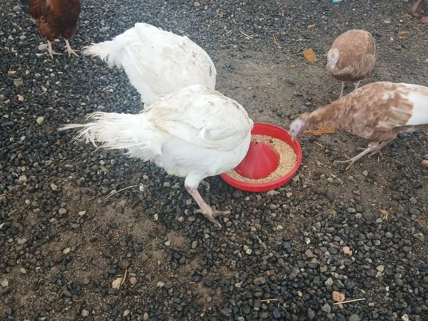 بوقلمون نر|حیوانات مزرعه|صحنه, |دیوار