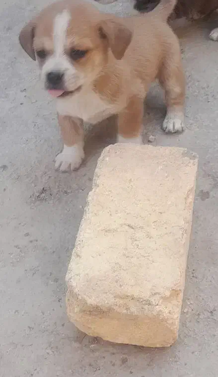 سگ پاکوتاه|سگ|کرمانشاه, |دیوار