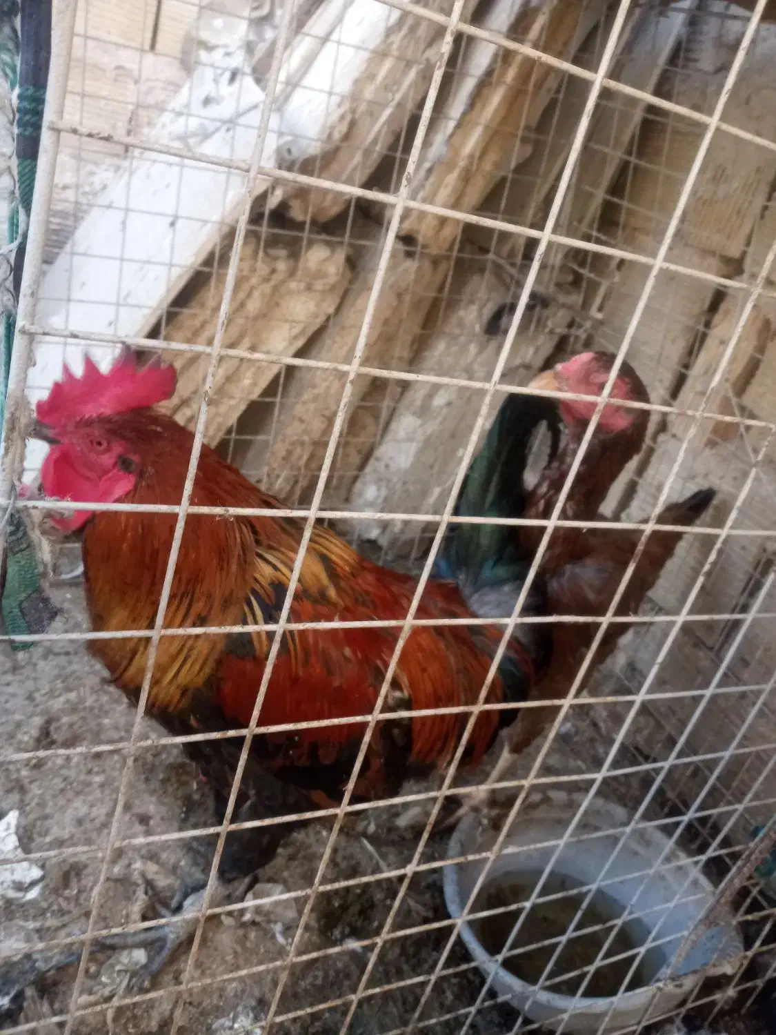 مرغو خروس|حیوانات مزرعه|بهارستان, |دیوار