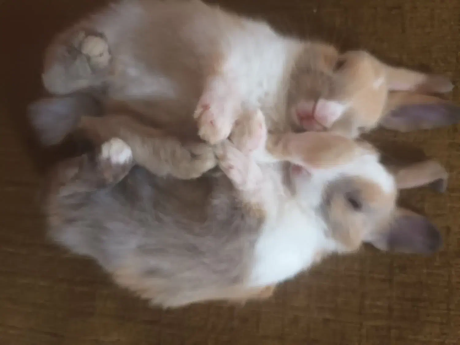 خرگوش خوشگل بفروش میرسد|موش و خرگوش|نرماشیر, |دیوار