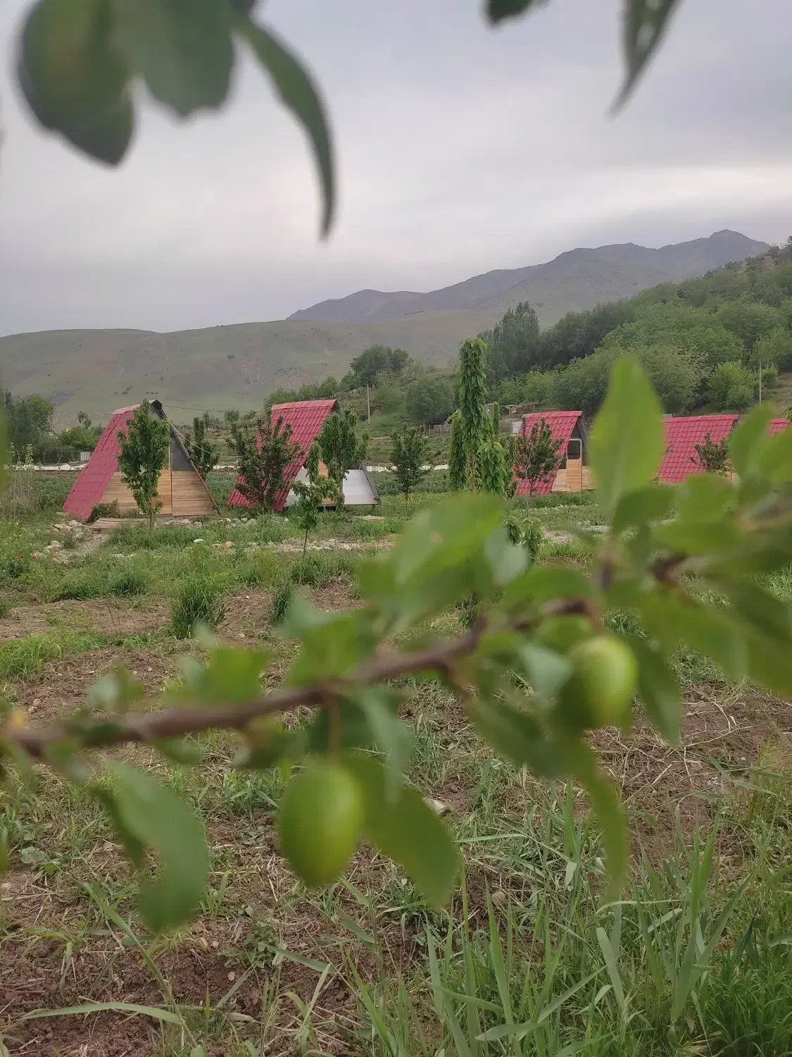 الاچیق کانکس کلبع|مصالح و تجهیزات ساختمان|بروجرد, |دیوار