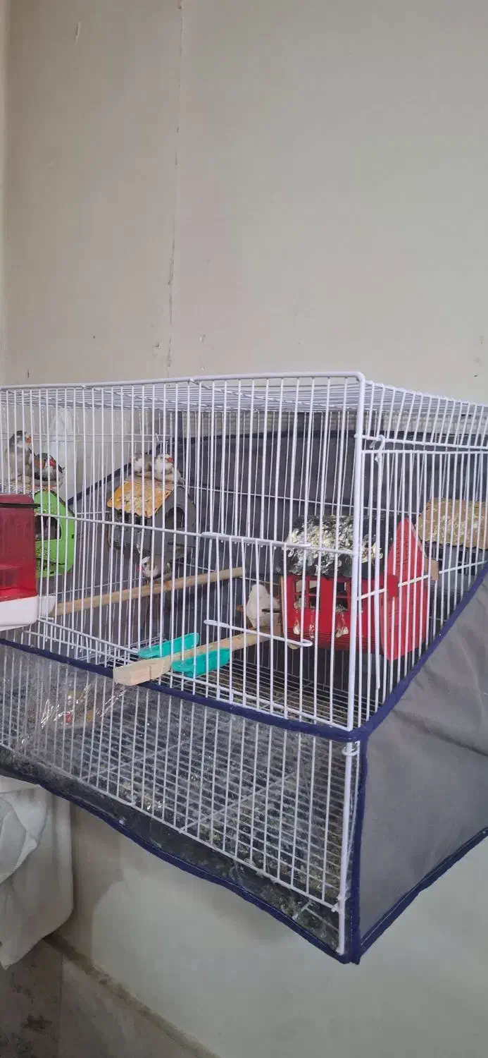 فنچ|پرنده|مشهد, رضاییه|دیوار