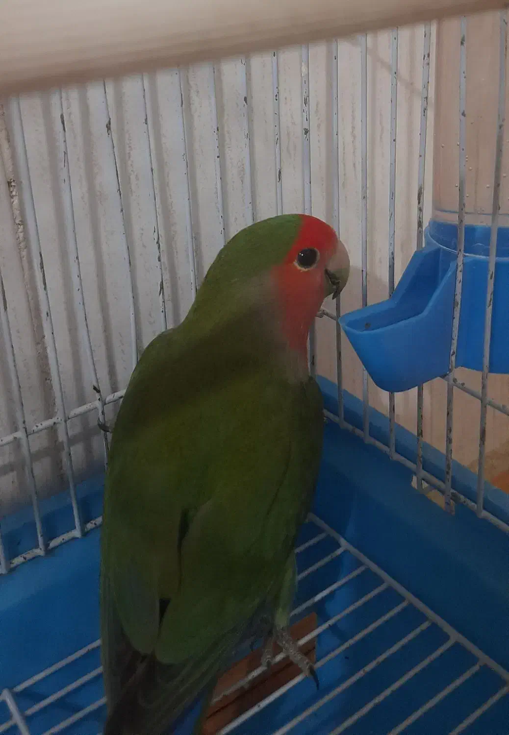 پرنده طوطی|پرنده|بهشهر, |دیوار