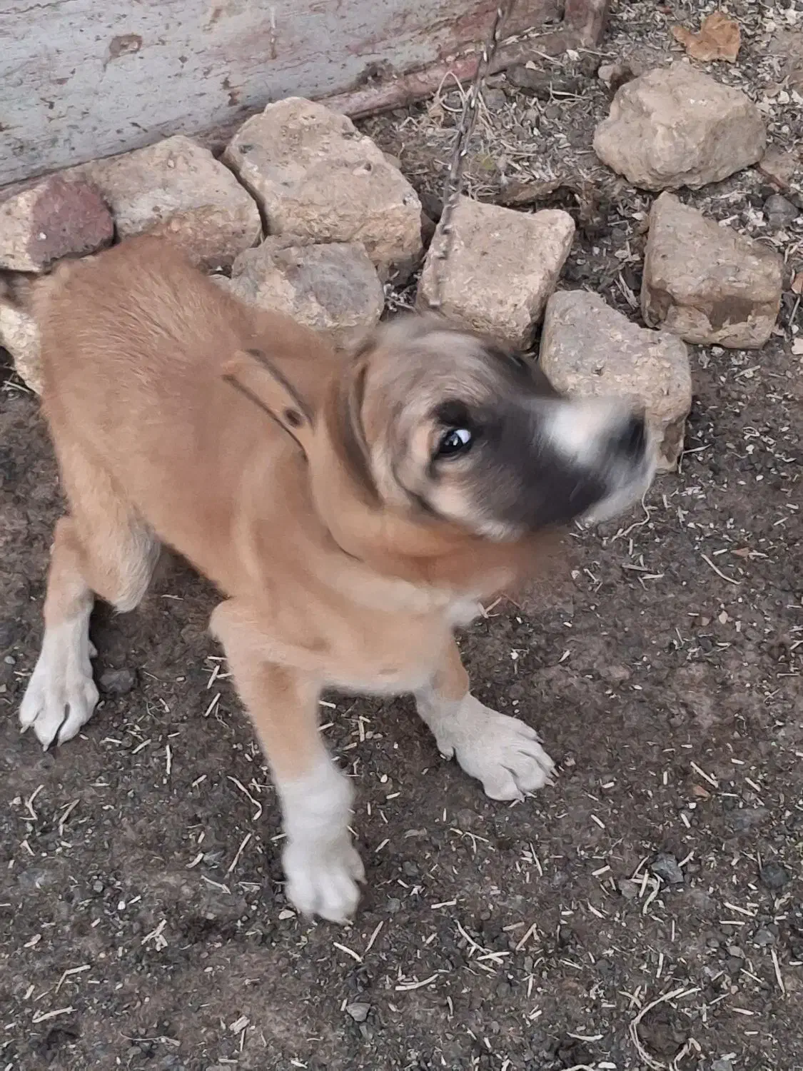 یک عدد سگ سراب توله|سگ|شازند, |دیوار