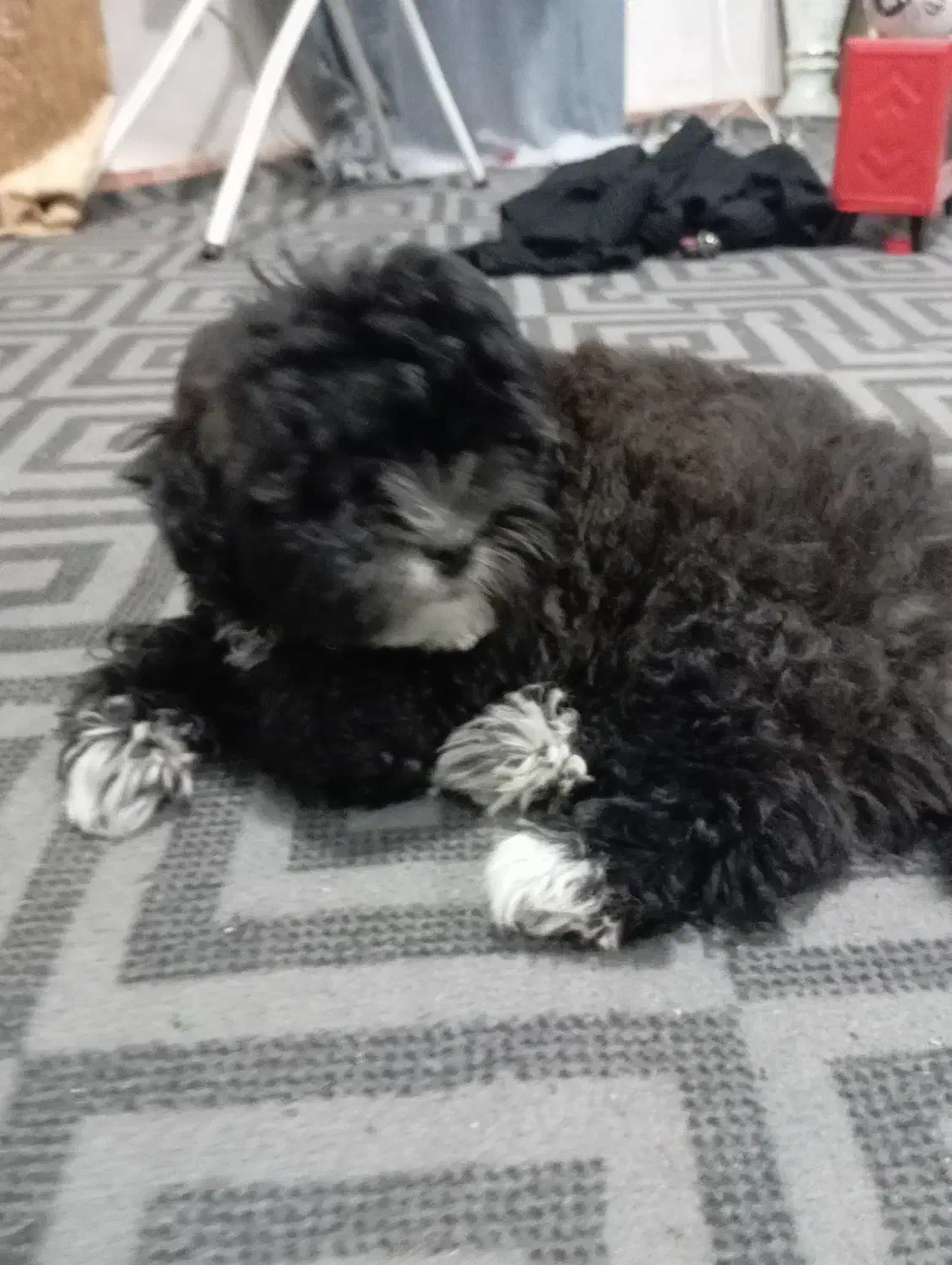 سگ شتیزوقیمت3تومن|سگ|آبادان, |دیوار