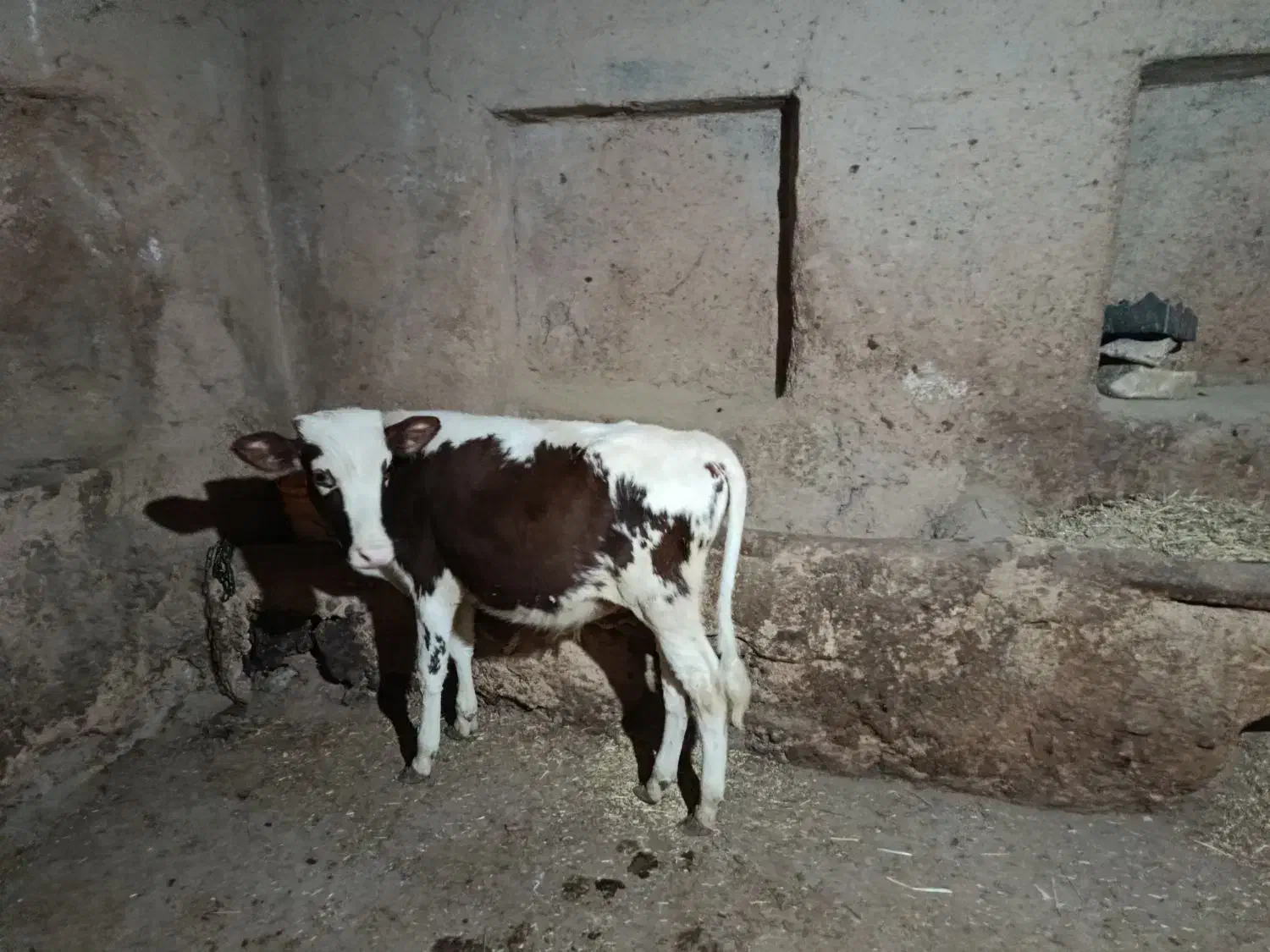 گوساله نر سیمینتال|حیوانات مزرعه|کلاترزان, |دیوار