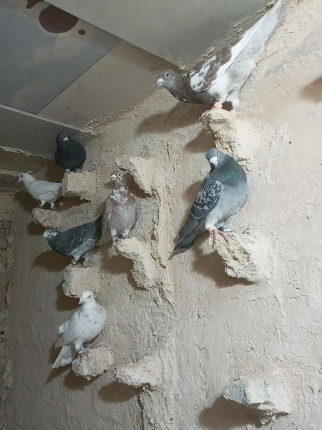 کبوتر پرشی ضربه|پرنده|شهرآباد, |دیوار