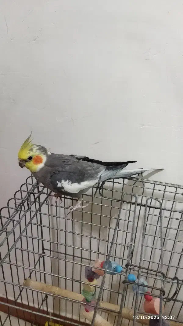 عروس هلندی سینامون نر|پرنده|رشت, پیرکلاچای|دیوار