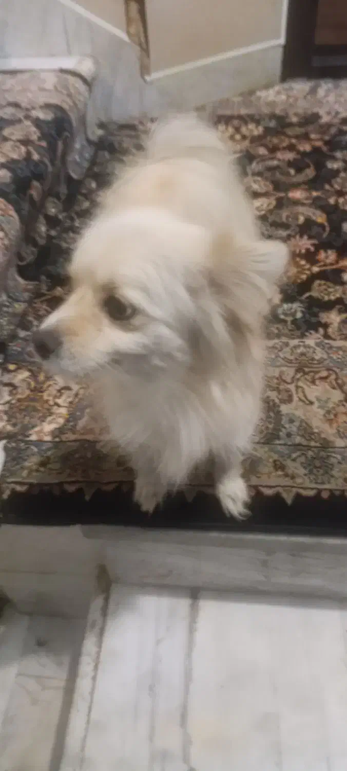 سگ پامرین روباهی ماده|سگ|بروجرد, |دیوار