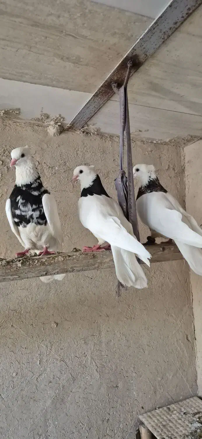 فروش چند عدد طوقی بدون خطا|پرنده|چمران, |دیوار